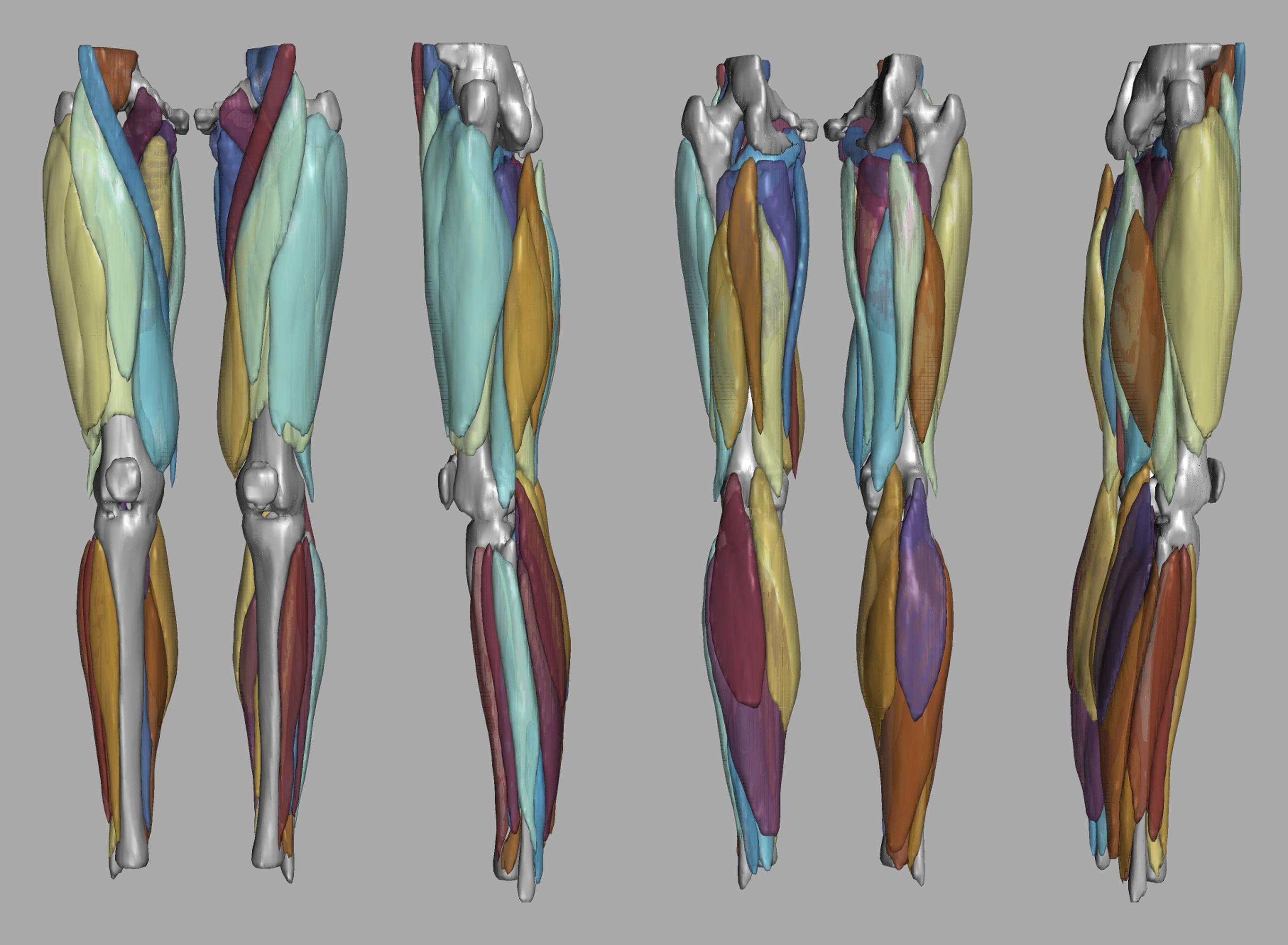 3D render of automated muscle segmentation labels generated using a CNN UNET.